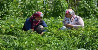 Başkan Tatlıoğlundan Yöre Kadınlarına İstihdam Desteği