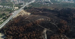 (Özel Haber) Bursada Lüks Villaların Yanında Küle Dönen Ciğerleri Yeniden Yeşeriyor