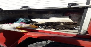 Zifte Yapışan Yavru Köpeklerin İmdadına Belediye Yetişti