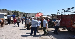 Sinopta Kurban Pazarında Yoğunluk