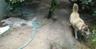 Çeliki Bulan Bin Liranın Sahibi Olacak