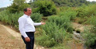 Hatayda Vatandaşların Dereye Akan Kanalizasyon Lağım Suyu Tepkisi