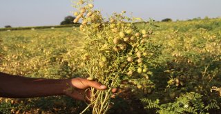(Özel) İlk Kez Ekildi, Asker, Öğrenci Ve Mahkumları Doyuracak