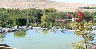 Hayvanat Bahçesinde Son Rötuşlar Yapılıyor