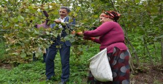 Başkan Kaya, Fındık Topladı