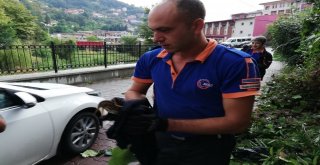 Balaban Kuşuna Afaddan Şefkat Eli