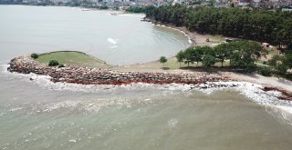 Fındık Değil Ağaç Topluluğu Adası