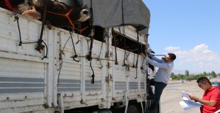 Karayollarında Kurbanlıklara Sıkı Denetim