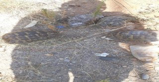 Boruya Sıkışan 4 Kaplumbağayı İtfaiye Kurtardı