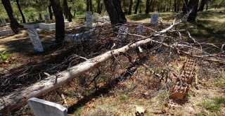 Kuruyan Ağaçlar Mezarların Üzerine Yıkıldı