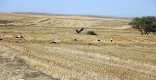 Hasat Sonrası Leyleklerin Karın Doyurma Mesaisi Başladı