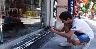 İş Yerinde Beslenen İguana İlgi Odağı Oldu