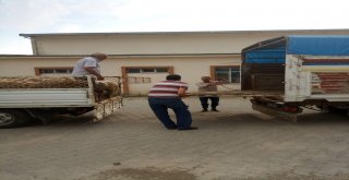 Selendili Genç Çiftçilere Küçükbaş Hayvan Desteği