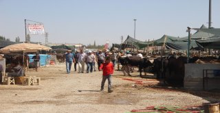 Konyada Kurbanlıklar Alıcılarını Bekliyor
