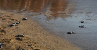 Tedavisi Tamamlanan Caretta Carettalar Denizle Buluştu
