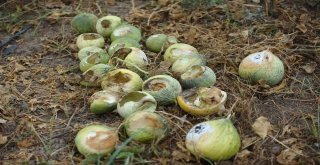 Bursada Tarlaları Fareler İstilâ Etti