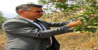 Antep Fıstığı Artık Eskişehirde De Yetişiyor