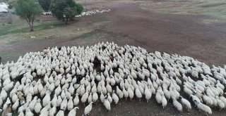 Yayla Sezonunda Sona Gelindi