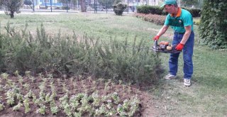 İlkadımda 120 Parkta 30 Bin Mevsimlik Çiçek Dikildi