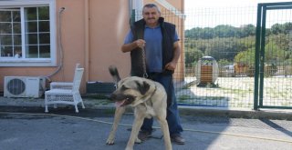 Eyüpsultanda Sokak Hayvanlarına Mikroçip