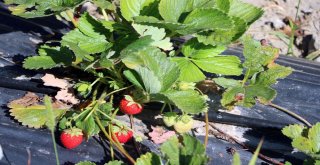 Köylüler Göçmesin Diye Alternatif Ürüne Yönelen Muhtar Örnek Oldu