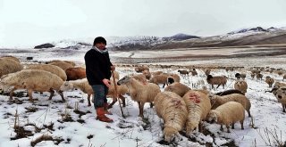 Erzincanda Kar Nedeniyle Koyun Sürüleri Yaylada Mahsur Kaldı