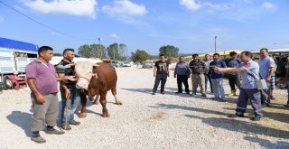 Boğa Yakalama Timi Göreve Hazır