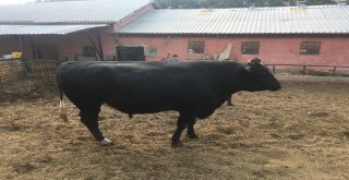 İki Tonluk Boğa, Otomobil Fiyatına Alıcı Bekliyor