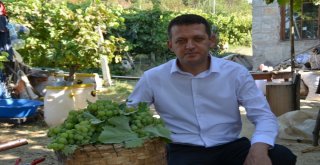 Safranboluda Çavuş Üzümü Hasadı Başladı