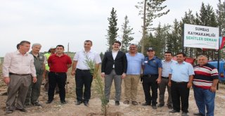 Sumbasta 15 Temmuz Hatıra Ormanı Oluşturuldu