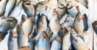 Balıkçılar 1 Eylülde Vira Bismillah Diyecek