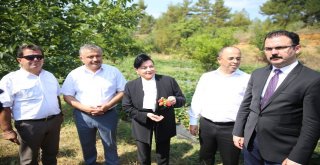 Vali Hanım Çileğinin İlk Hasadını Vali Hanım Yaptı