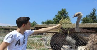 1,5 Ayda Yumurtadan Çıkıyor, Tanesi 500 Liradan Alıcı Buluyor