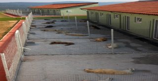 Geçici Hayvan Bakımevi Hizmete Açıldı