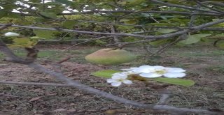 Aynı Dalda Hem Meyve Hem Çiçek