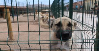 Sokak Hayvanlarına 7,5 Milyon Liralık Yeni Yuva