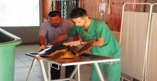 Deniz Kaplumbağaları Mersin Sahillerine Yumurta Bırakmaya Devam Ediyor