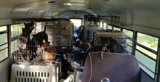 Florence Kasırgasından 64 Kedi Ve Köpeği Kurtardı
