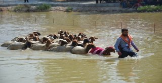 Denizlide Asırlık “Sudan Koyun Atlatma Yarışması” Başladı