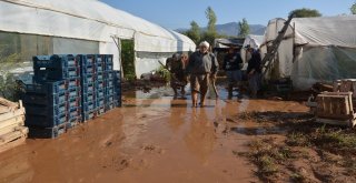 Sel Sonrası Seralara Giren Üreticileri Gördükleri Manzara Üzdü