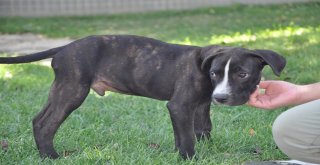 Kazazede Felçli Köpek Hayvan Barınağında Sağlığına Kavuştu