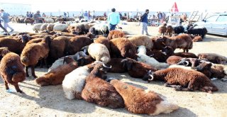 1 Tonluk Kurban Alıcısını Bekliyor