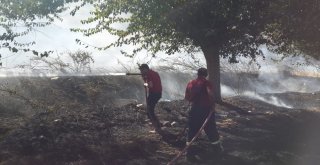 Bahçe Yangınında Bir Çok Ağaç Zarar Gördü