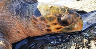 70 Yaşındaki Dev Deniz Canlısı Son Anda Kurtarıldı