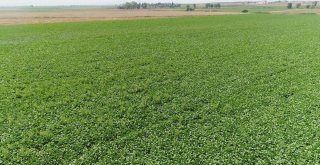 Pancar Üretimini 4 Katına Çıkardılar