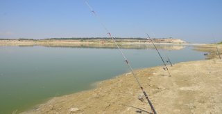 Denizlide Baraj Göletinde Toplu Balık Ölümleri