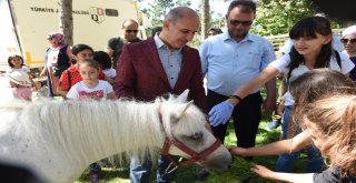 Çocukların Pony Sevinci