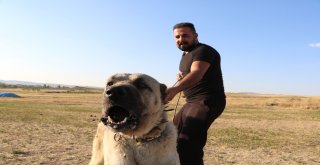 Dünya Kangalı Kabul Etti