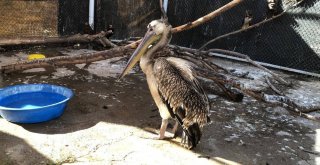 Yaralı Pelikan Tedavi Altına Alındı