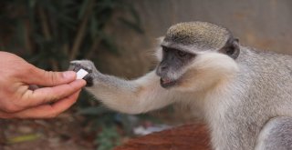 Adıgüzel, Maymununa 1,5 Ay Sonra Kavuştu